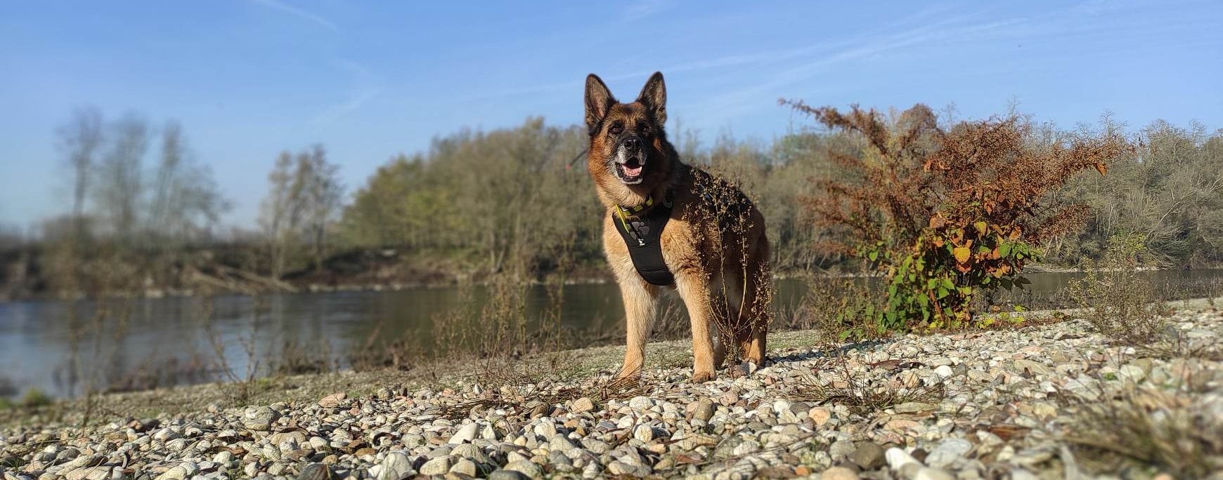 Wildlife Detection Dog